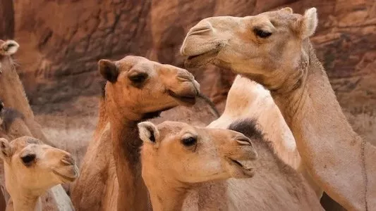 Image África: El Corazón Salvaje de la Tierra 4
