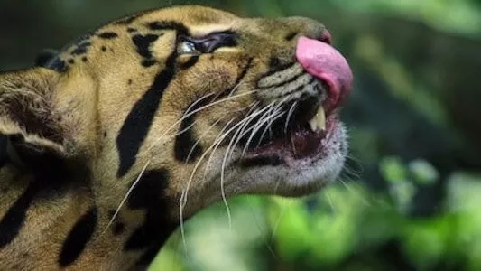 Image Animal (2021) 1
